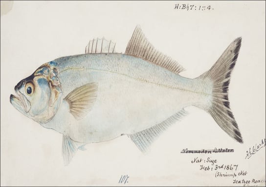 Antique fish possibly pomatomus saltatrix tailor, F. E. Clarke - plakat 40x30 cm Galeria Plakatu