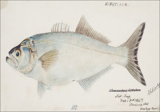 Antique fish possibly pomatomus saltatrix tailor, F. E. Clarke - plakat 60x40 cm Galeria Plakatu