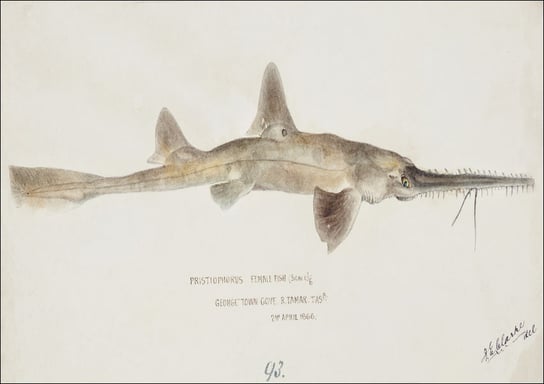 Antique fish pristiophorus nudipinnis, F. E. Clarke - plakat 100x70 cm Galeria Plakatu