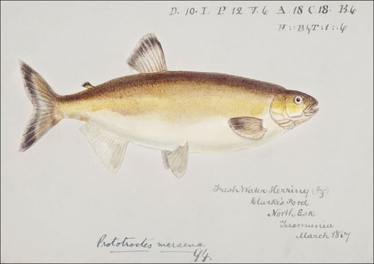 Antique fish prototroctes maraena australian grayling, F. E. Clarke - plakat 100x70 cm Galeria Plakatu