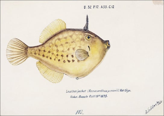 Antique fish Pseudomonacanthus peroni, F. E. Clarke - plakat 29,7x21 cm Galeria Plakatu