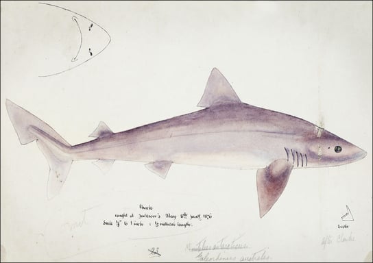 Antique fish Requiem shark, F. E. Clarke - plakat 50x40 cm Galeria Plakatu