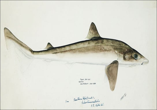 Antique fish Requiem Shark, F. E. Clarke - plakat 50x40 cm Galeria Plakatu