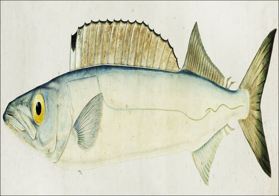 Antique fish Rexea furcifera Waite, F. E. Clarke - plakat 29,7x21 cm Galeria Plakatu