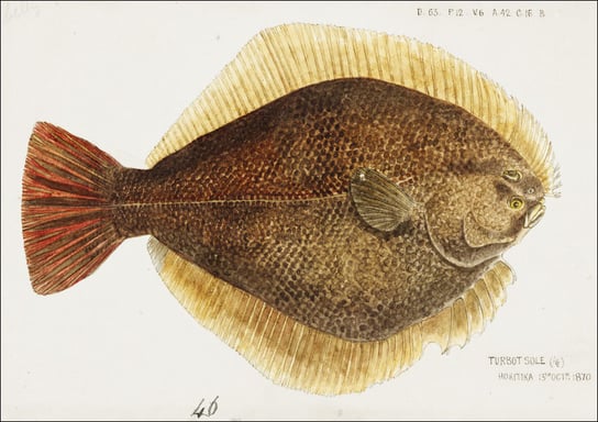 Antique fish Rhombosolea leporina, F. E. Clarke - plakat 42x29,7 cm Galeria Plakatu