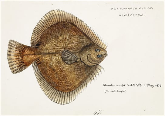 Antique fish Rhombosolea plebeia, F. E. Clarke - plakat 60x40 cm Galeria Plakatu