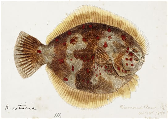 Antique fish Rhombosolea retiaria, F. E. Clarke - plakat 40x30 cm Galeria Plakatu