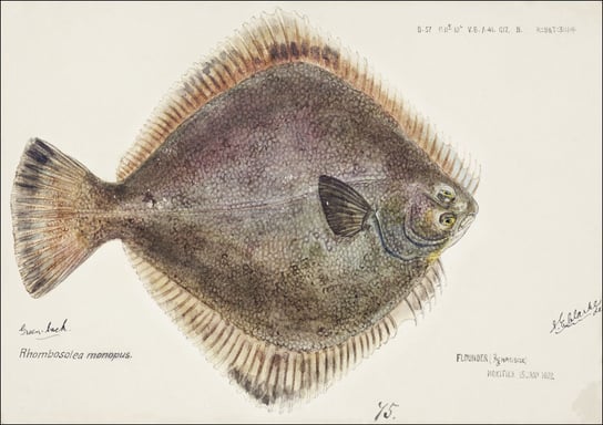 Antique fish Rhombosolea tapirina, F. E. Clarke - plakat 40x30 cm Galeria Plakatu
