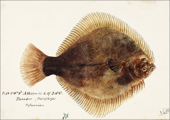 Antique fish Rhombosolea tapirina : greenback flounder, F. E. Clarke - plakat 29,7x21 cm Galeria Plakatu
