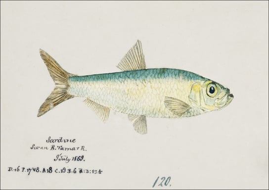 Antique fish sardinops neopilchardus pilchard, F. E. Clarke - plakat 50x40 cm Galeria Plakatu