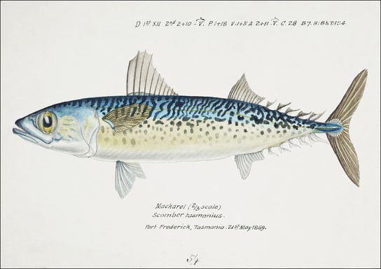 Antique fish scomber australasicus blue mackerel, F. E. Clarke - plakat 84,1x59,4 cm Galeria Plakatu