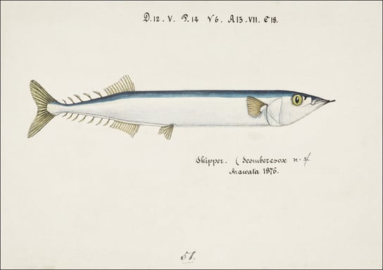 Antique fish Scomberesox Saurus, F. E. Clarke - plakat 42x29,7 cm Galeria Plakatu