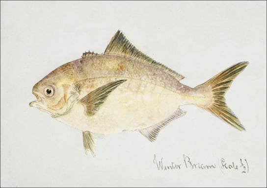 Antique fish seriolella punctata silver warehou, F. E. Clarke - plakat 50x40 cm Galeria Plakatu