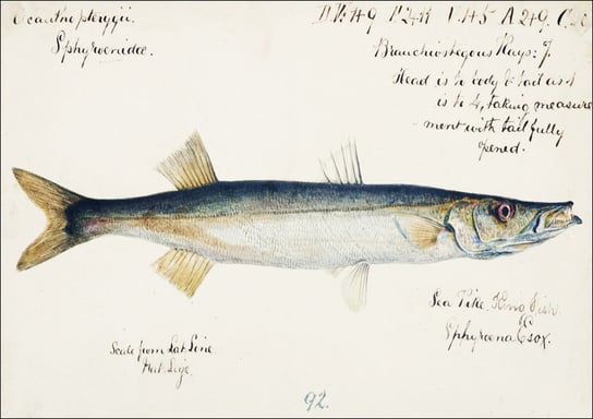 Antique fish Sphyraena novaehollandiae, F. E. Clarke - plakat 91,5x61 cm Galeria Plakatu