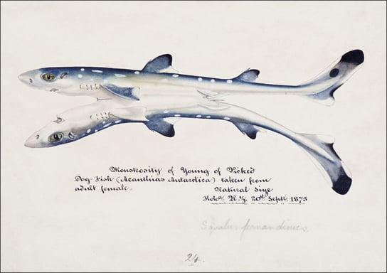 Antique fish Spotted spiny Dogfish, F. E. Clarke - plakat 60x40 cm Galeria Plakatu