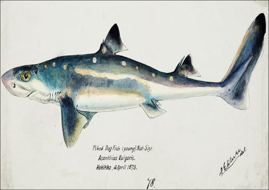 Antique fish Squalus acanthias, F. E. Clarke - plakat 100x70 cm Galeria Plakatu