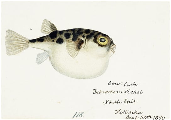 Antique fish Tetraodon gillbanksii, F. E. Clarke - plakat 100x70 cm Galeria Plakatu