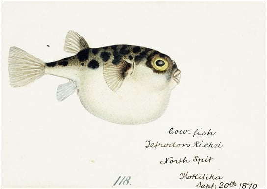 Antique fish Tetraodon gillbanksii, F. E. Clarke - plakat 29,7x21 cm Galeria Plakatu