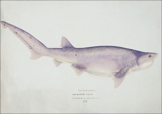 Antique fish Tiger Shark, F. E. Clarke - plakat 91,5x61 cm Galeria Plakatu