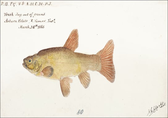 Antique fish tinca tinca cyprindae family, F. E. Clarke - plakat 42x29,7 cm Galeria Plakatu