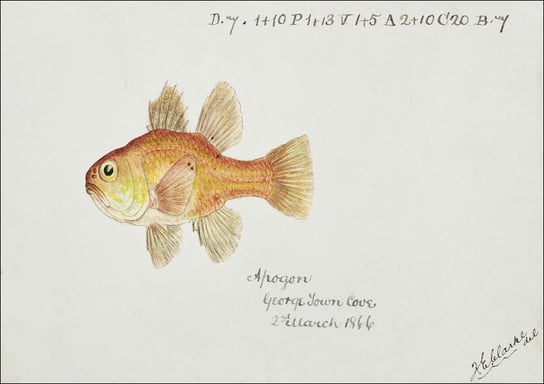 Antique fish vincentia conspera southern cardinalfish, F. E. Clarke - plakat 40x30 cm Galeria Plakatu