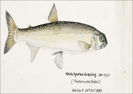 Antique fish White Spotted Greyling, F. E. Clarke - plakat 29,7x21 cm Galeria Plakatu