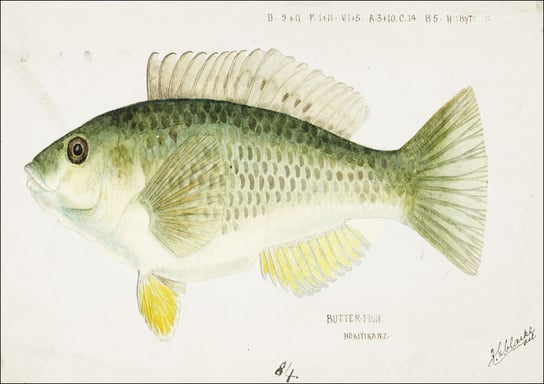 Antique fish Wrasse, F. E. Clarke - plakat 42x29,7 cm Galeria Plakatu