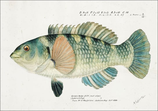Antique fish Wrasse, F. E. Clarke - plakat 91,5x61 cm Galeria Plakatu