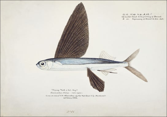 Antique Flyfish, F. E. Clarke - plakat 29,7x21 cm Galeria Plakatu