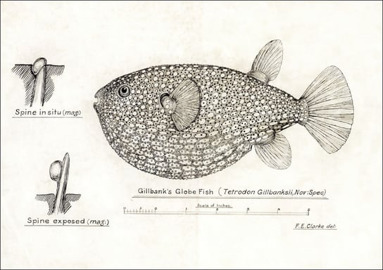 Antique Gillbanks Globe fish, F. E. Clarke - plakat 60x40 cm Galeria Plakatu