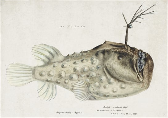 Antique Prickly anglerfish, F. E. Clarke - plakat 60x40 cm Galeria Plakatu