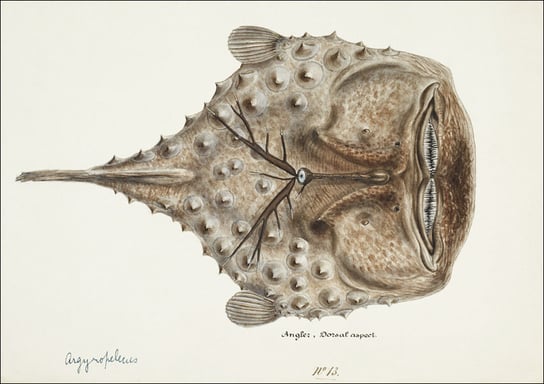 Antique Prickly anglerfish, F. E. Clarke - plakat 60x40 cm Galeria Plakatu