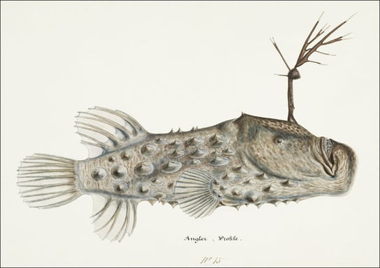 Antique Prickly anglerfish, F. E. Clarke - plakat 91,5x61 cm Galeria Plakatu