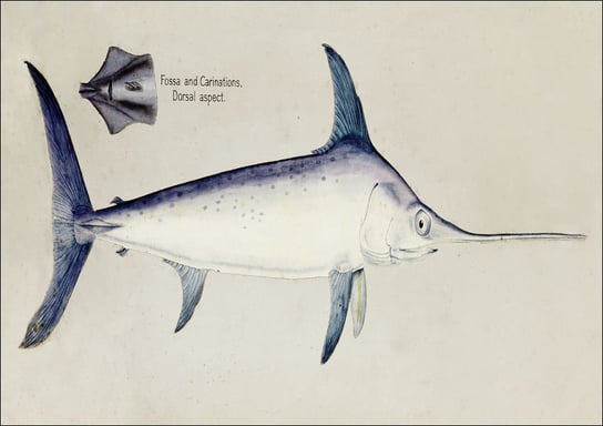 Antique Sword fish, F. E. Clarke - plakat 60x40 cm Galeria Plakatu