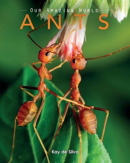Ants de Silva Kay