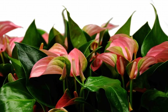 Anturium Joli Pink Anthurium P9 DIXIE STORE