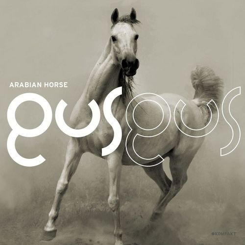 Arabian Horse Gusgus