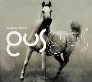Arabian Horse Gus Gus