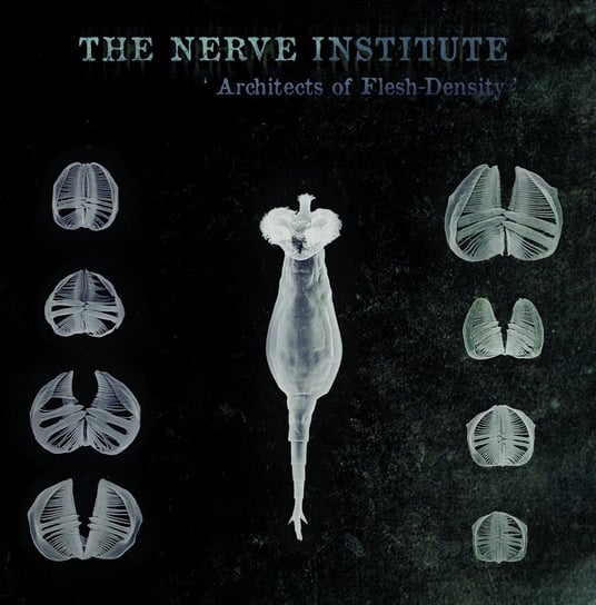 Architects Of Flesh-Density The Nerve Institute