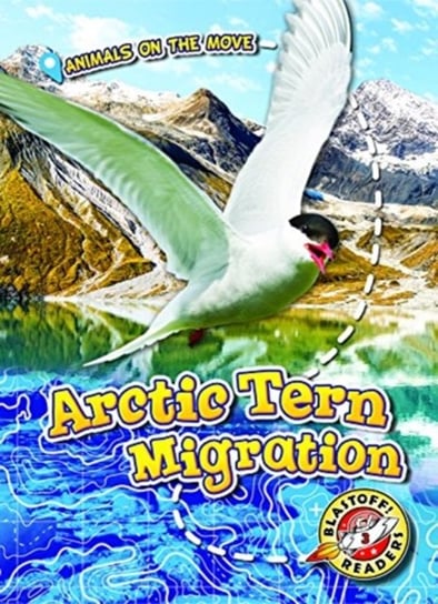 Arctic Tern Migration Kari Schuetz