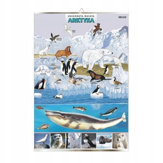Arktyka zwierzęta plansza plakat VISUAL System