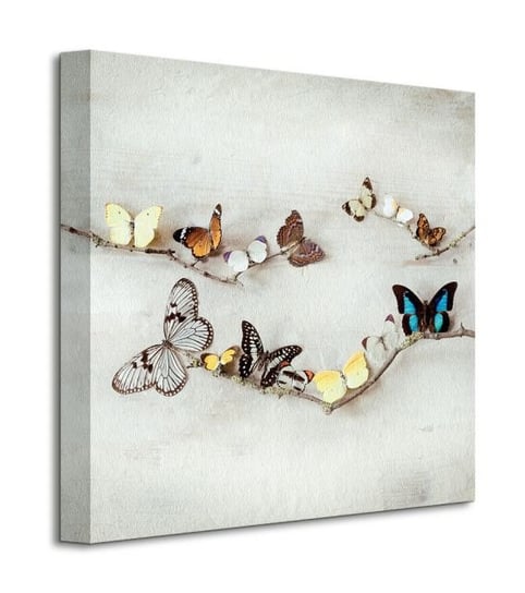 Array Of Butterflies - obraz na płótnie Inna marka