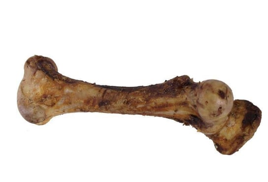 Artex Kość Naturalna Średnia 30cm Waga Ok 1.20kg szt. ARTEX