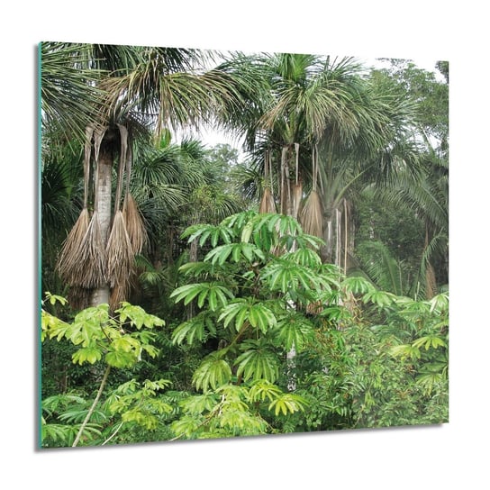 ArtprintCave, Amazonia dżungla las Foto na szkle ścienne, 60x60 cm ArtPrintCave