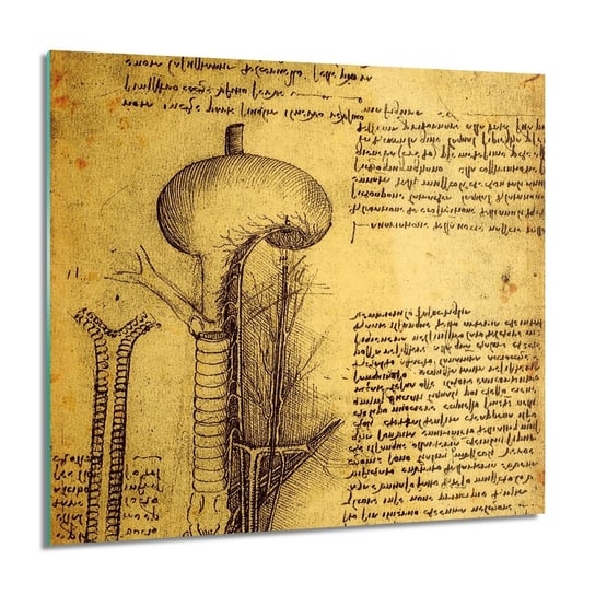 ArtprintCave, Anatomia szkic antyk Foto na szkle ścienne, 60x60 cm ArtPrintCave
