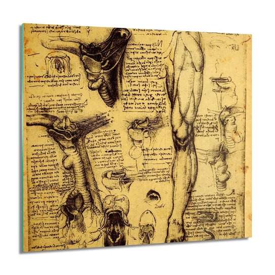 ArtprintCave, Anatomia szkic antyk Foto szklane na ścianę, 60x60 cm ArtPrintCave