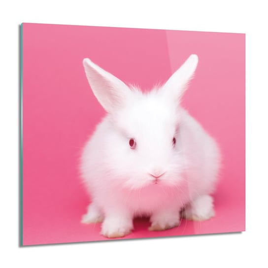 ArtprintCave, Biały mały królik Obraz na szkle na ścianę, 60x60 cm ArtPrintCave