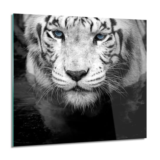 ArtprintCave, Biały tygrys kot do salonu Obraz na szkle, 60x60 cm ArtPrintCave