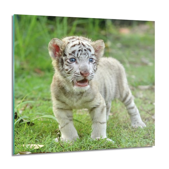ArtprintCave, Biały tygrys mały nowoczesne Foto szklane, 60x60 cm ArtPrintCave