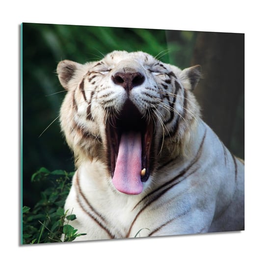 ArtprintCave, Biały tygrys nowoczesne Foto szklane ścienne, 60x60 cm ArtPrintCave